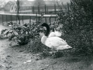 Un par de cisnes de cuello negro anidando en el zoológico de Londres, abril de 1923 de Frederick William Bond